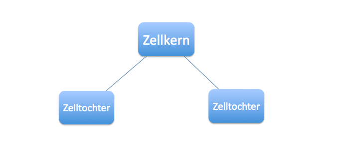 Zellteilung durch Mitose